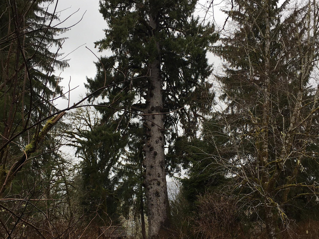 Quinault Big Spruce Tree景点图片
