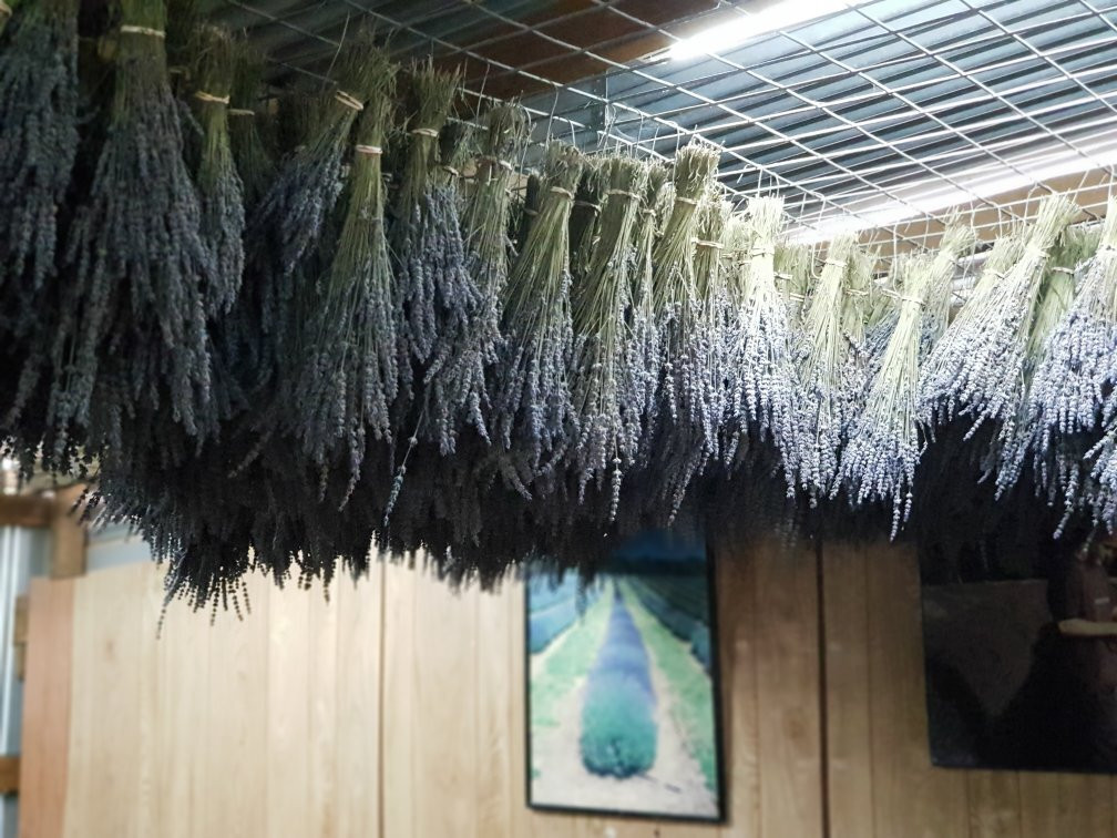 Warratina Lavender Farm-Wandin North必去景点