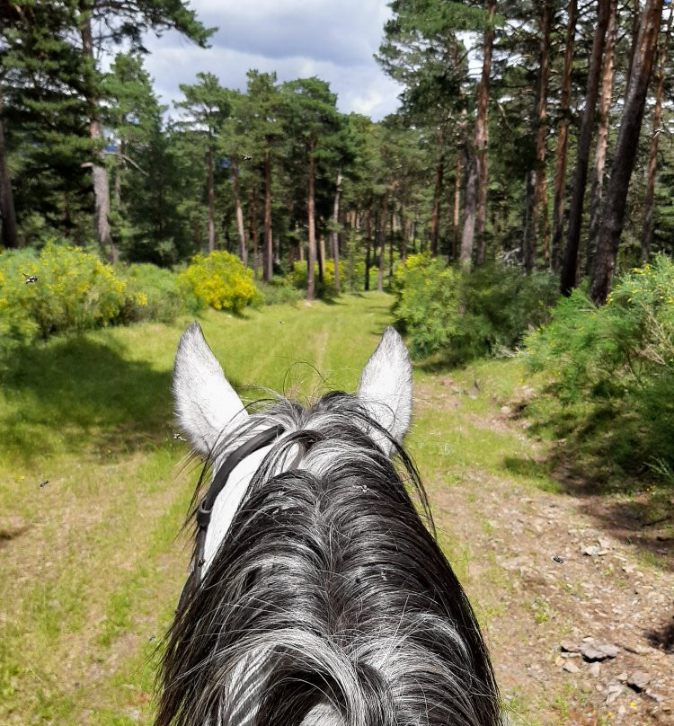 Horse Riding in Madrid - Guadarrama景点图片