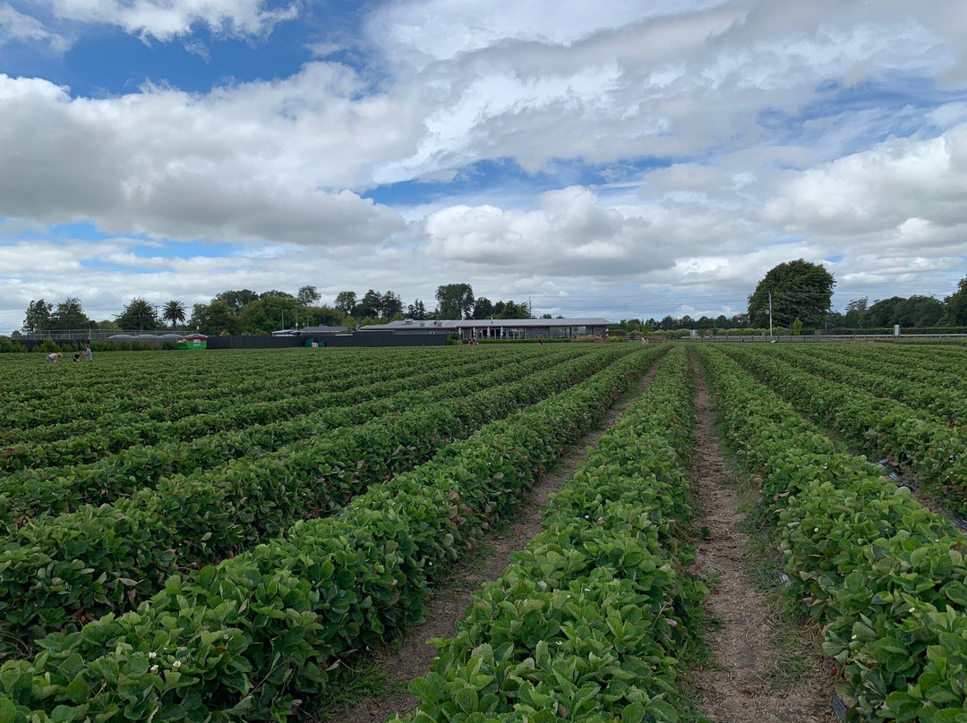 Ruakura Berry Farm景点图片