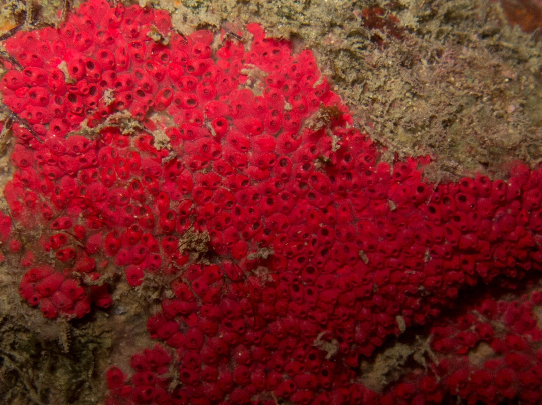 Saco do Eustaquio-伊利亚贝拉必去景点