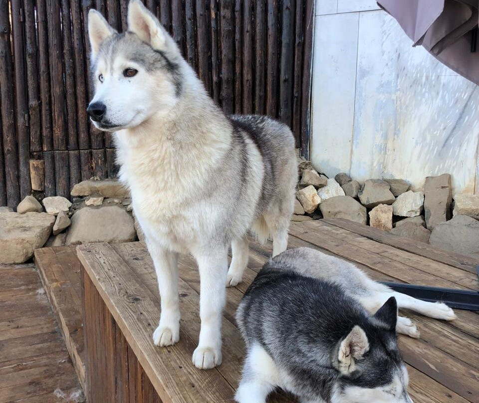 Husky Khutor-Esto-Sadok必去景点