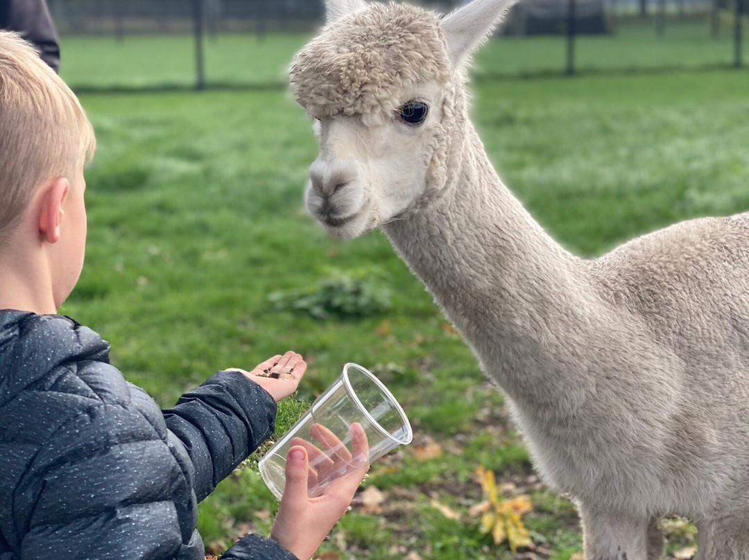 Alpacafarm Vorstenbosch景点图片