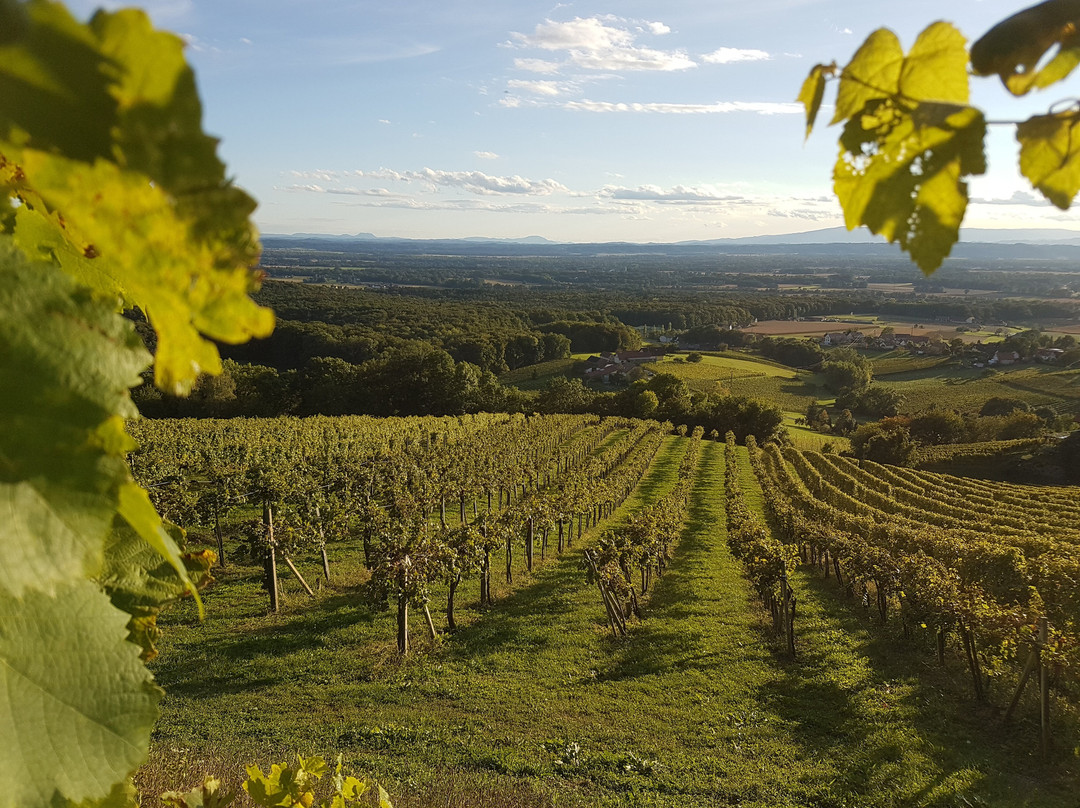 Weingut Buschenschank Kurz