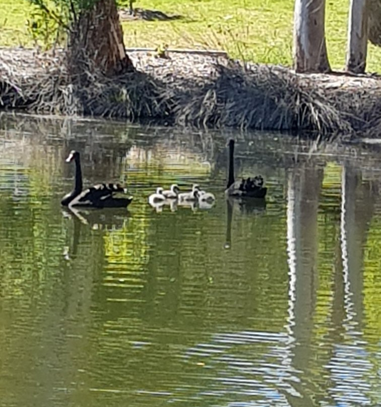Lambing Flat Chinese Tribute Garden-Young必去景点