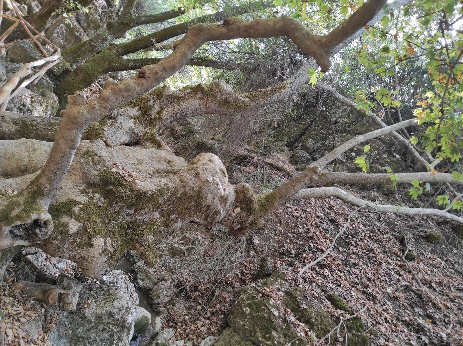 Butterfly Valley and Boat Cruise to the Island of Chalki-罗德斯必去景点