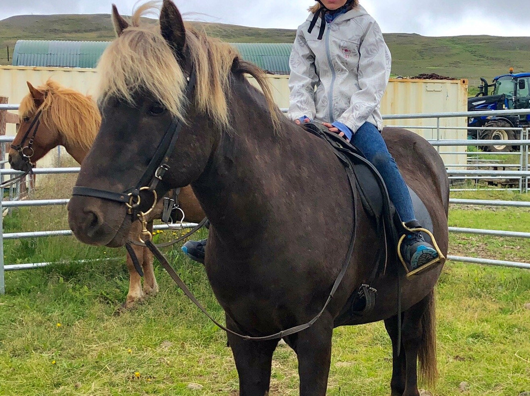 Lýtingsstadir Riding Tours-Varmahlid必去景点
