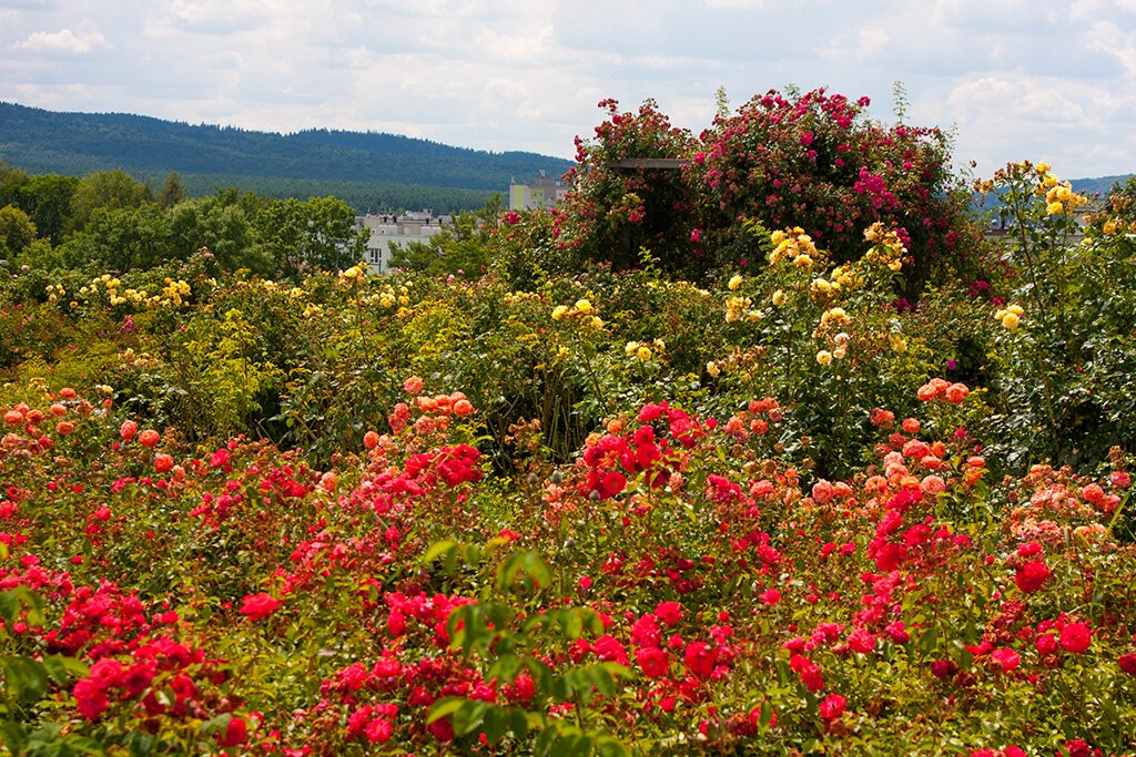 Geonatura Kielce - Botanical Garden景点图片