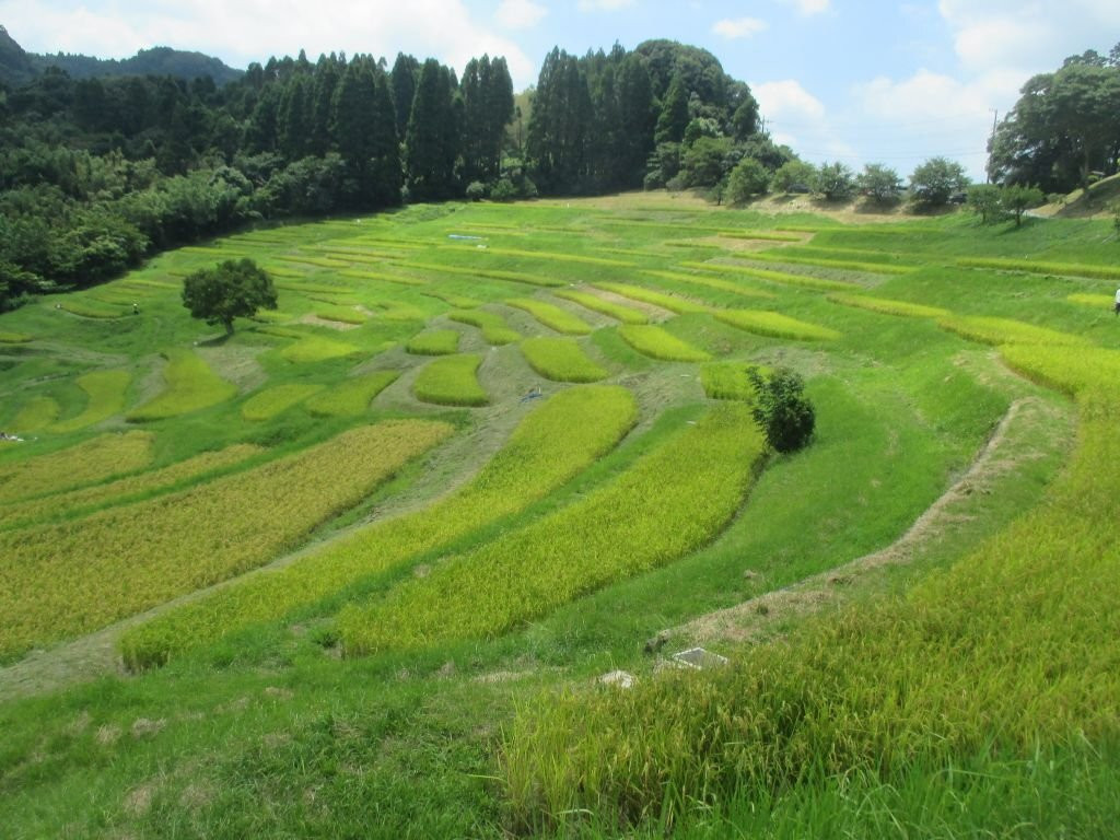 Oyama Rice Terraces-鸭川市必去景点