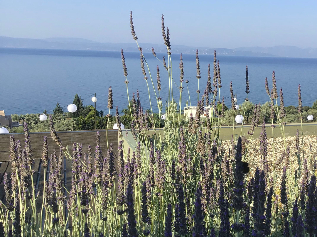 Elimnion Resort主图