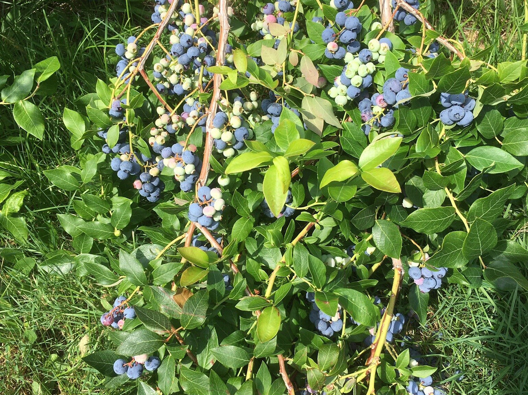 Tawas Blueberry Farm景点图片