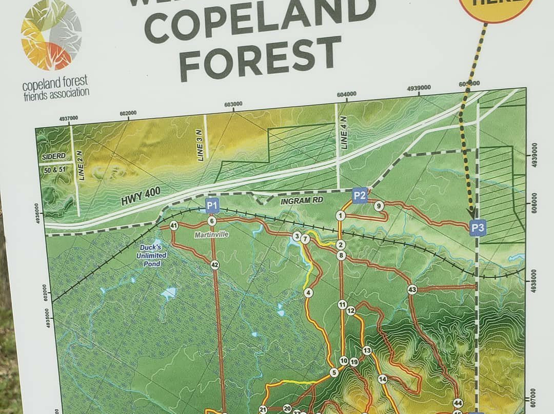 Copeland Forest景点图片