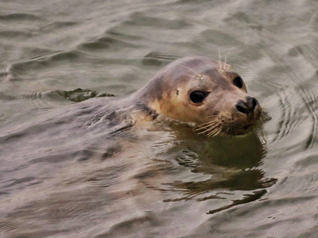 Teesmouth national nature reserve景点图片