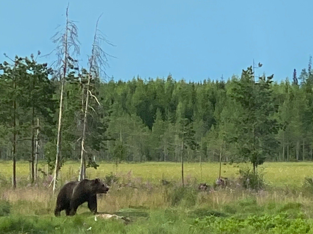 Wildlife Safaris Finland - Day Tours景点图片