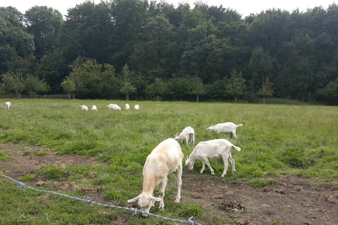 Geitenboerderij Ridammerhoeve景点图片