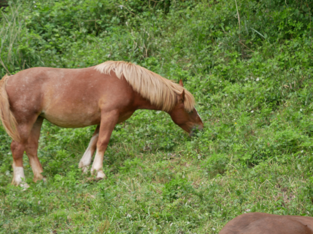 Kandachi Horses and Their Habitats景点图片