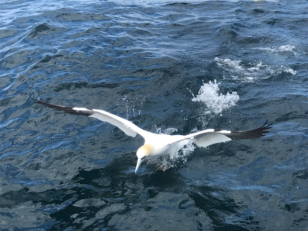 Bearded Skipper's Deep Sea Fishing-North Rustico必去景点