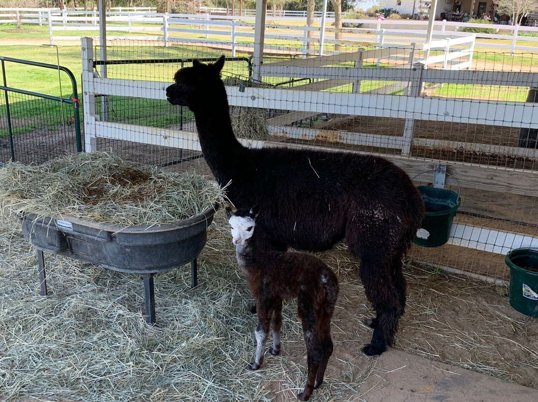 Peeka Ranch-Burton必去景点