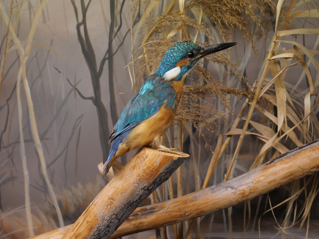 Musée faune lorraine景点图片