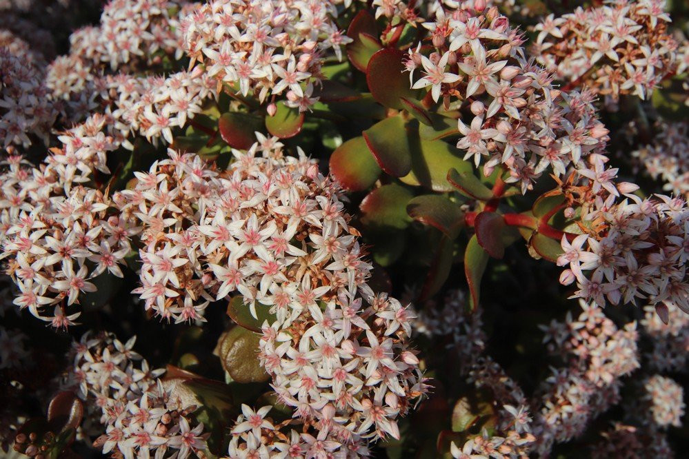 Bill Barber Memorial Park-尔湾必去景点