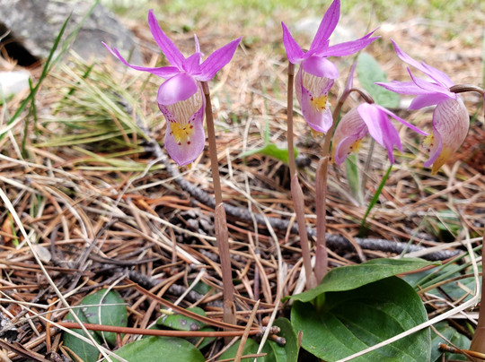 Roam Yellowstone Guiding-西黄石镇必去景点