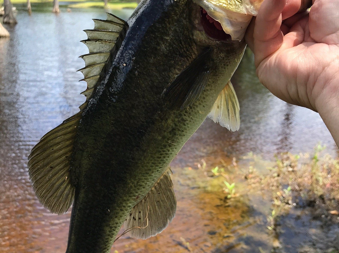 Cedar Knoll Hunting Lodge-Fairfax必去景点