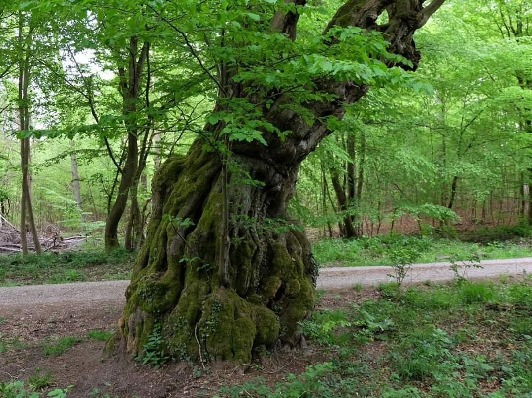 Adam & Eva-Helmstedt必去景点