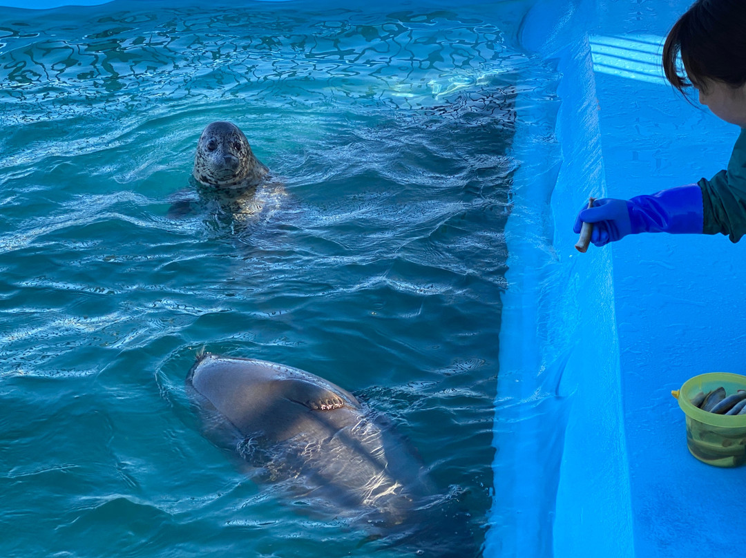 鄂霍次克海豹园-纹别市必去景点