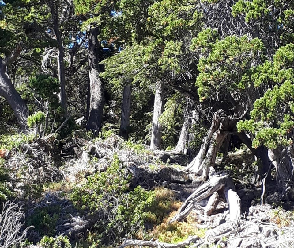 Bosque Sumergido-Villa Traful必去景点