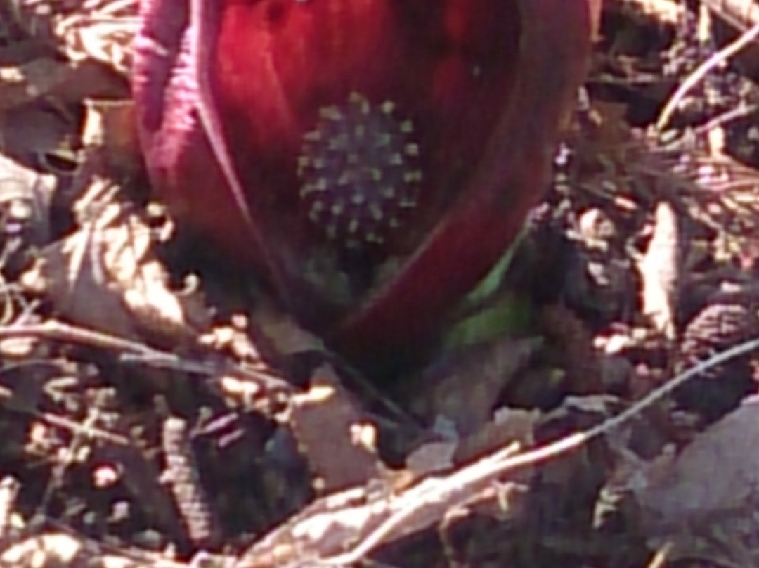 Symplocarpus foetidus of Wetlands in Otawara-太田原市必去景点