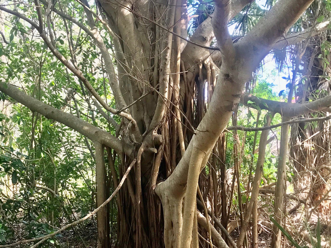 Maritime Hammock Sanctuary景点图片