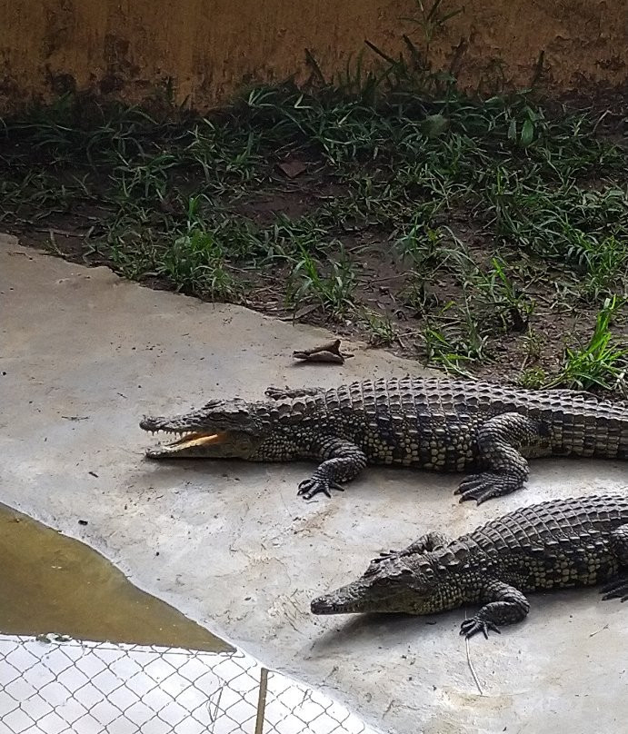 Kalimba Reptile Park景点图片