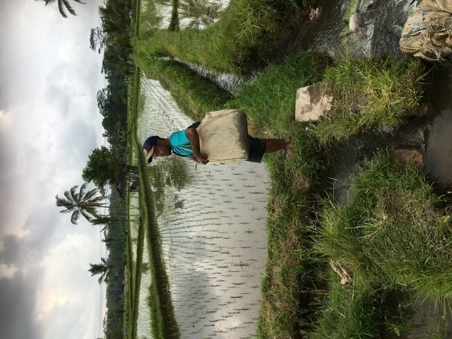 Experience Real Bali-乌布必去景点