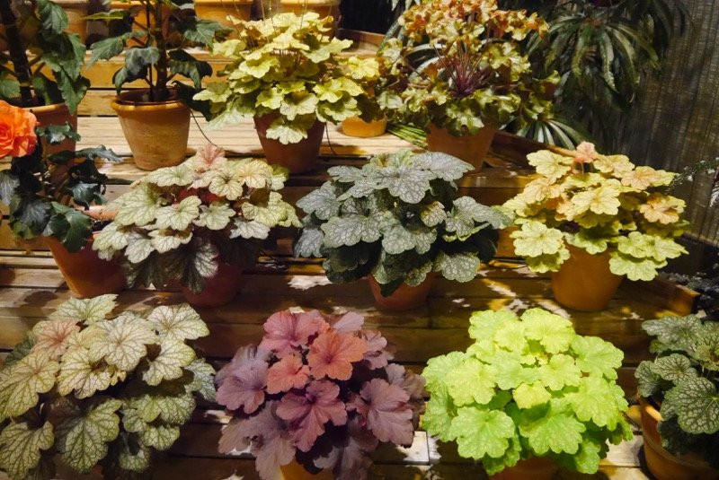 Begonia Garden-桑名市必去景点
