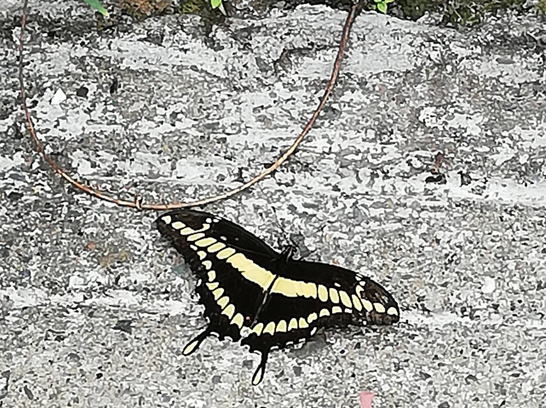 Amaranta Mariposario-佩雷拉必去景点