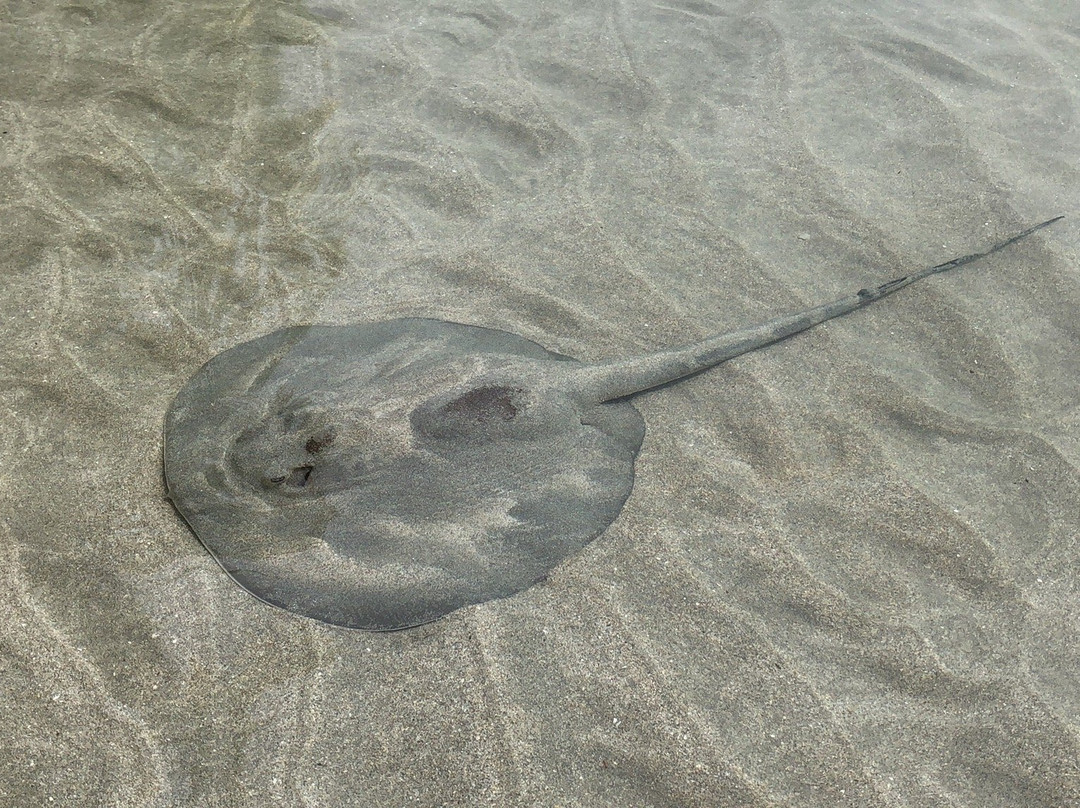 Surf Break at Paunch主图
