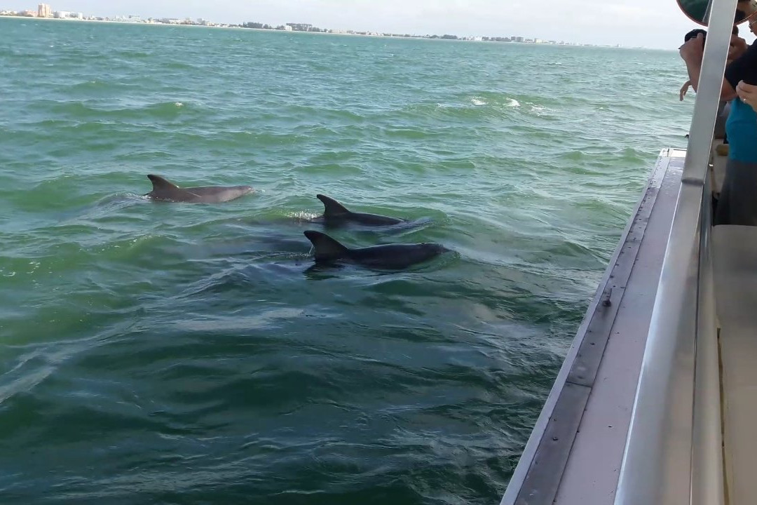 Dolphin Quest景点图片