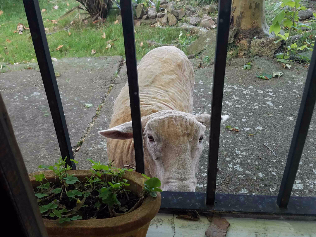 Estancia Los Platanos主图