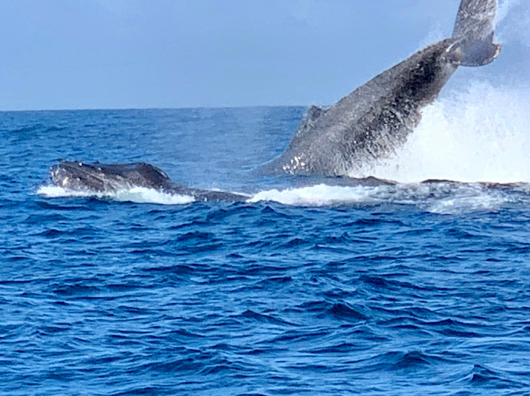 Ocean Friendly Whale Watching Tours景点图片