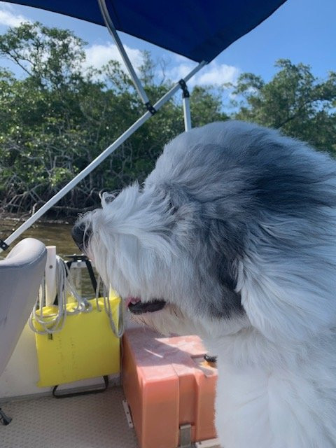 Bonita Boat Rentals-博尼塔斯普林斯必去景点