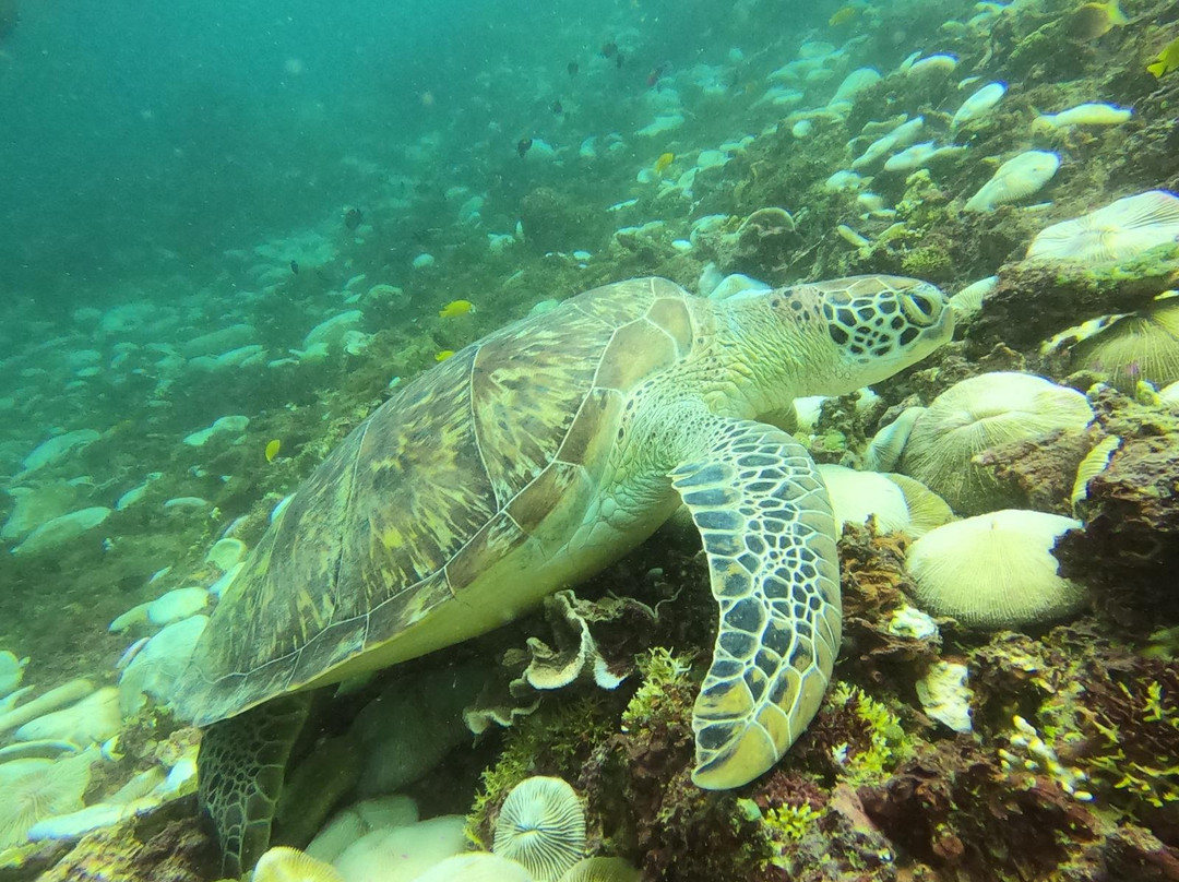 Gili Air Divers景点图片