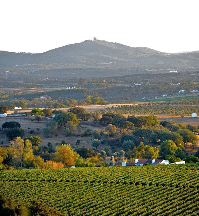 Tiago Cabaço Winery景点图片
