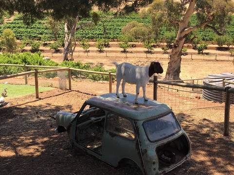 Barossa Unique Tours-努里乌特帕必去景点
