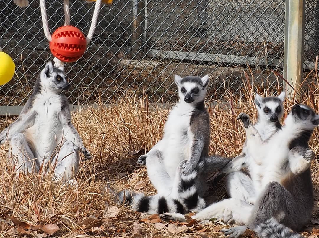 Japan Monkey Centre: Museum and Zoo for Nonhuman Primates-犬山市必去景点