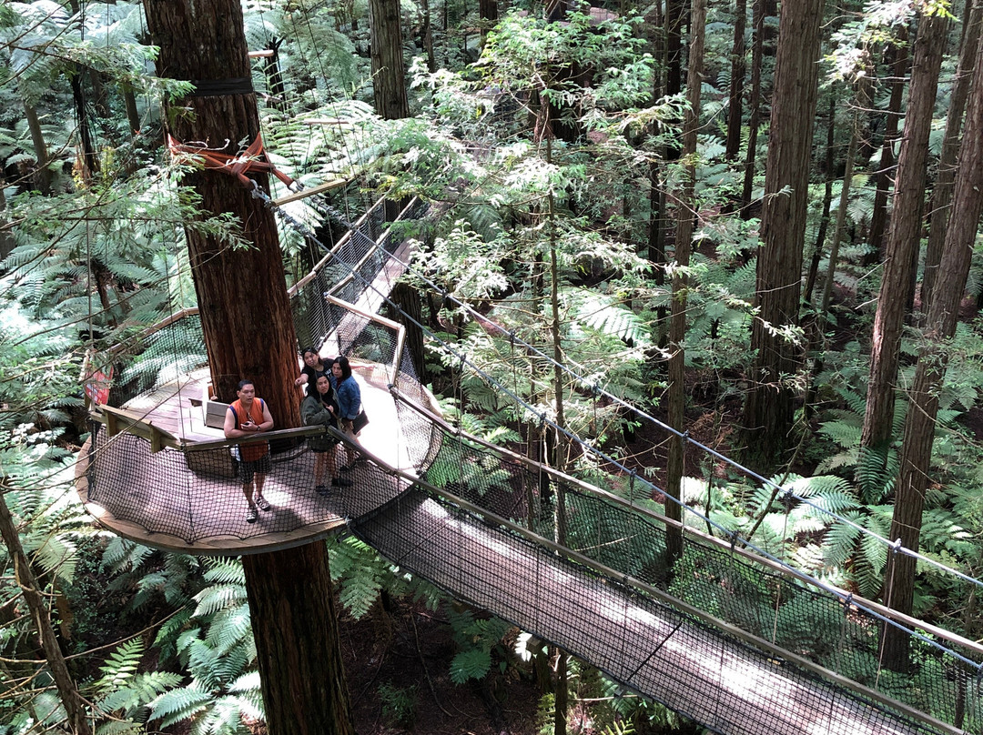 Redwoods Treewalk景点图片