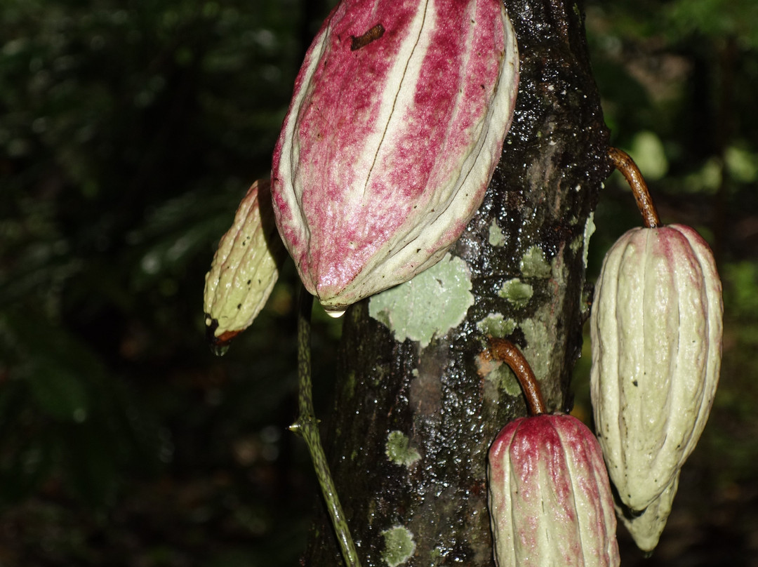 Luck Grove Spice Garden-Matale必去景点