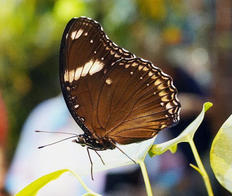 Tropical Butterflies Garden Mindo景点图片