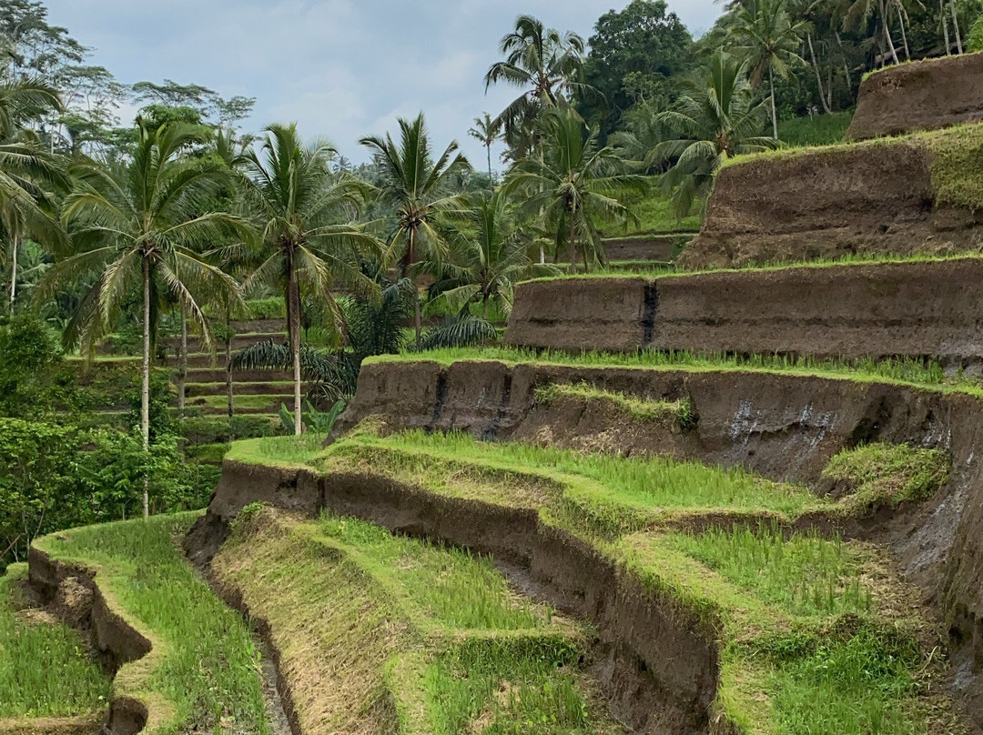 Hire Bali Cab-库塔必去景点