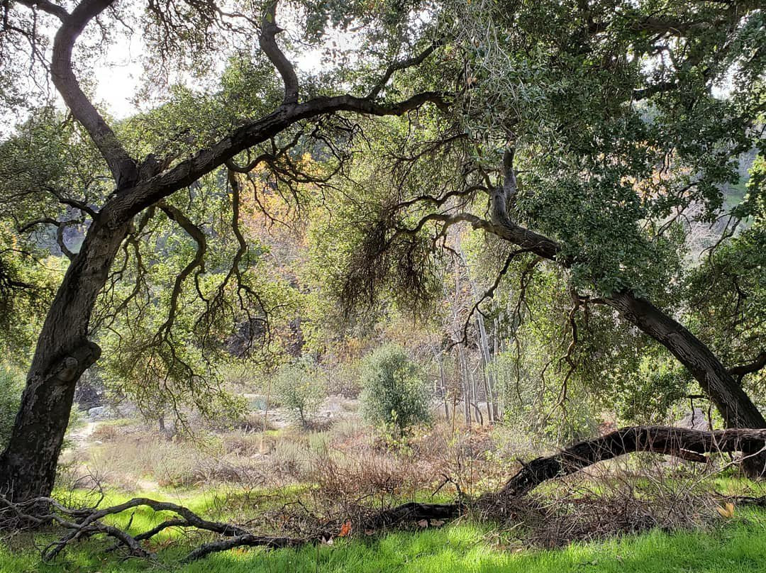 Eaton Canyon Natural Area景点图片