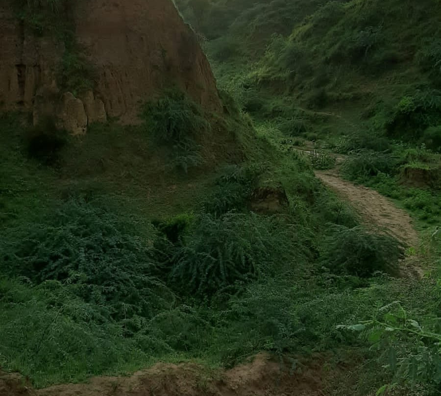 Chambal Wildlife Safari Lodge主图